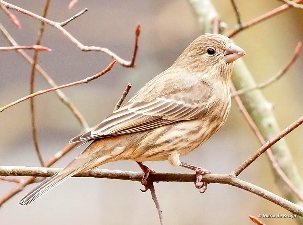 20 house finch PC101023© Maria de Bruyn res