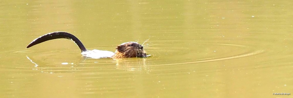20 muskrat PC048695© Maria de Bruyn res