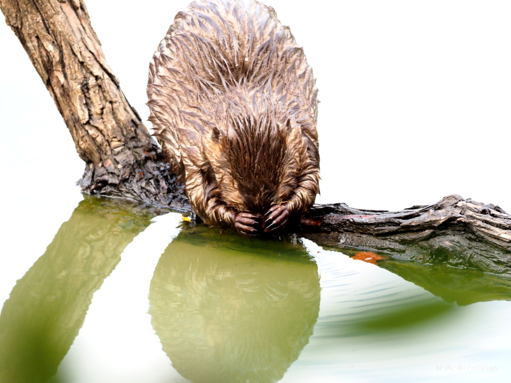 20 see no evil beaver PA299342© Maria de Bruyn res
