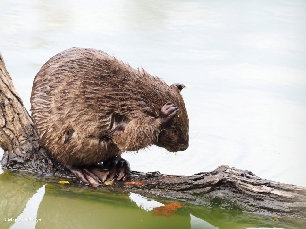 21 hear no evil beaver PA299367© Maria de Bruyn res