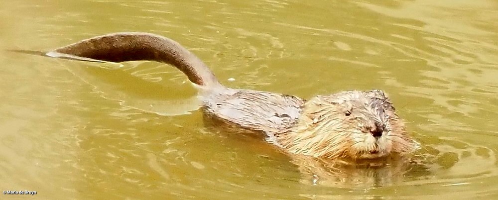 21 muskrat PC312678© Maria de Bruyn res (2)