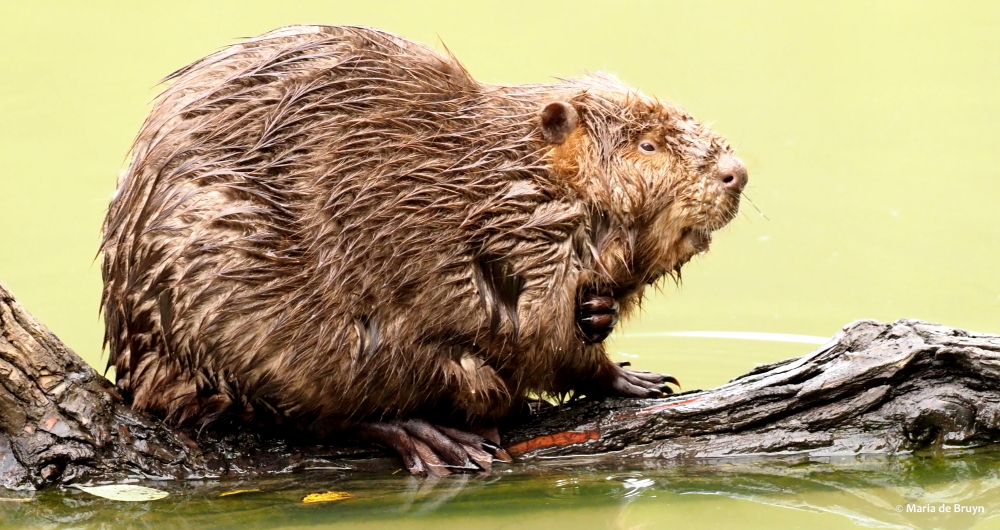 22 beaver PA299247 © Maria de Bruyn res