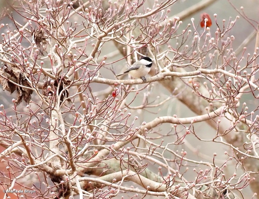 23 Carolina chickadee PC088891© Maria de Bruyn res (2)