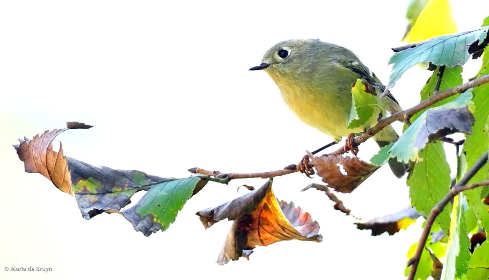 24 Ruby-crowned kinglet PA158187 © Maria de Bruyn sgd