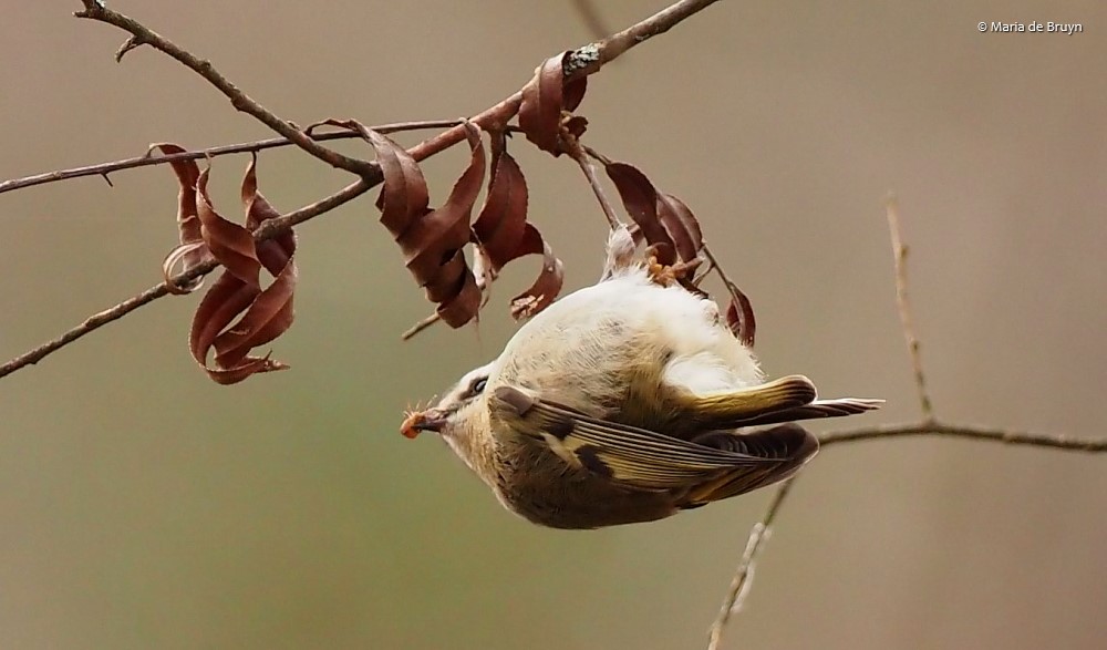 25 golden-crowned kinglet PC090158 © Maria de Bruyn res