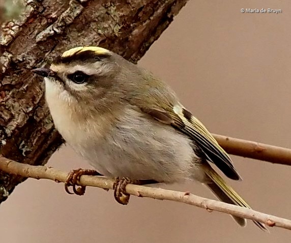 27 golden-crowned kinglet PC090095 © Maria de Bruyn