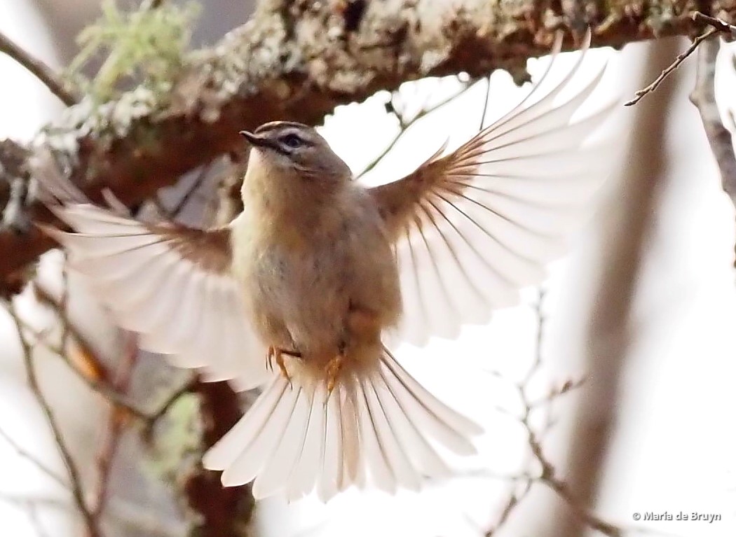 28 golden-crowned kinglet PC061957© Maria de Bruyn res2 (2)
