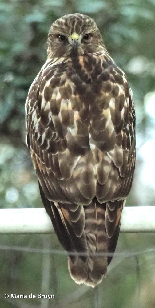 29 red-shouldered hawk P1071059 © Maria de Bruyn res