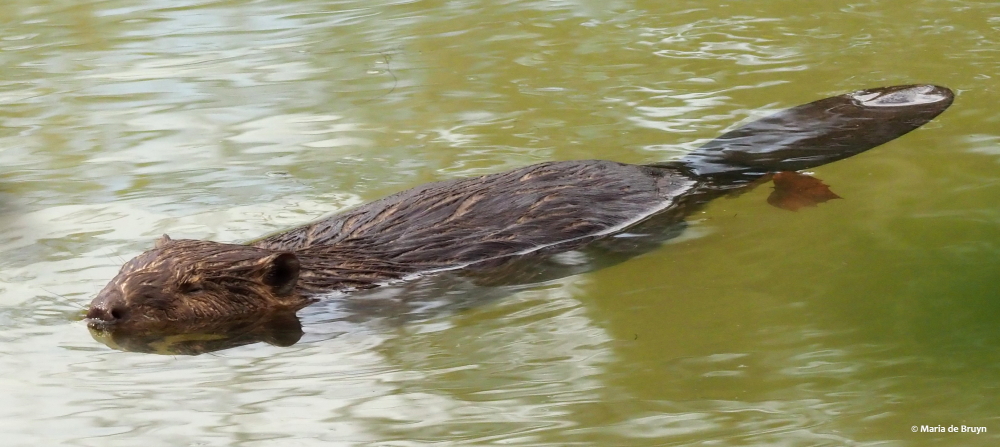3 beaver PA299429© Maria de Bruyn res