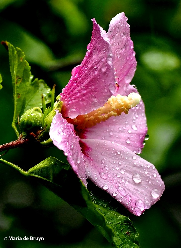 3 Rose of Sharon P8070836© Maria de Bruyn res