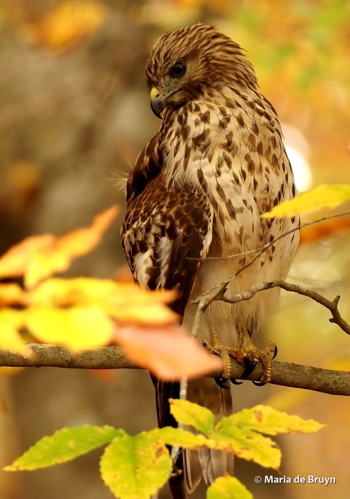 30 red-shouldered hawk PB180215© Maria de Bruyn res (2)