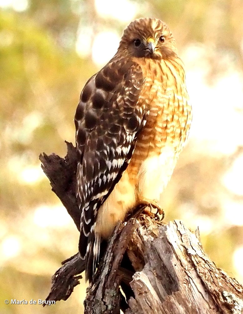 31 red-shouldered hawk PC204514 © Maria de Bruyn res