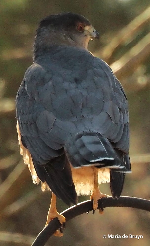 33 Cooper's hawk P1081094 © Maria de Bruyn res