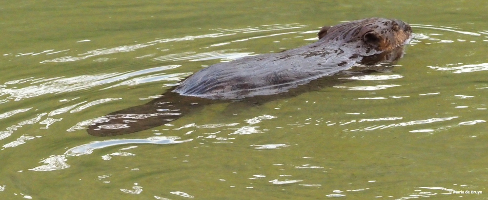 4 beaver PA299318 © Maria de Bruyn res