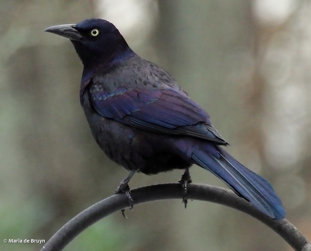 4 common grackle P1175003 © Maria de Bruyn res