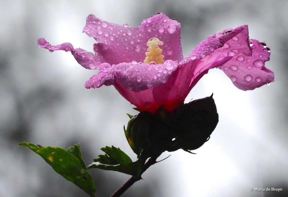 4 Rose of Sharon P8070832© Maria de Bruyn res