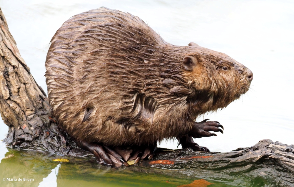 5 beaver PA299401© Maria de Bruyn res