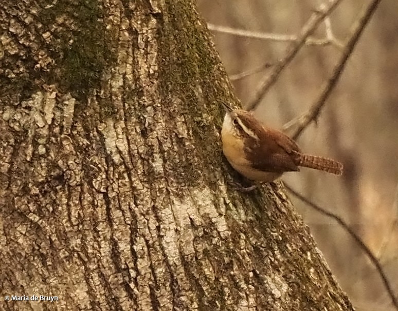 5 Carolina wren P1132867 © Maria de Bruyn res