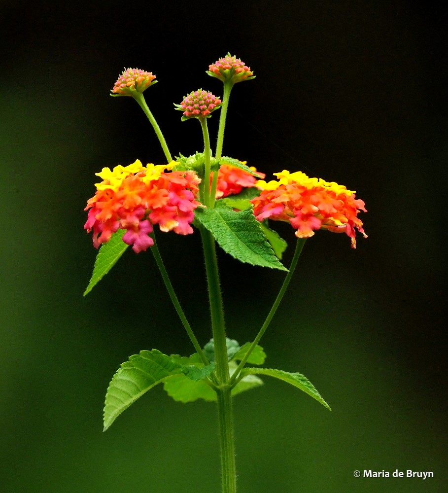 5 lantana P8252416 Maria de Bruyn res