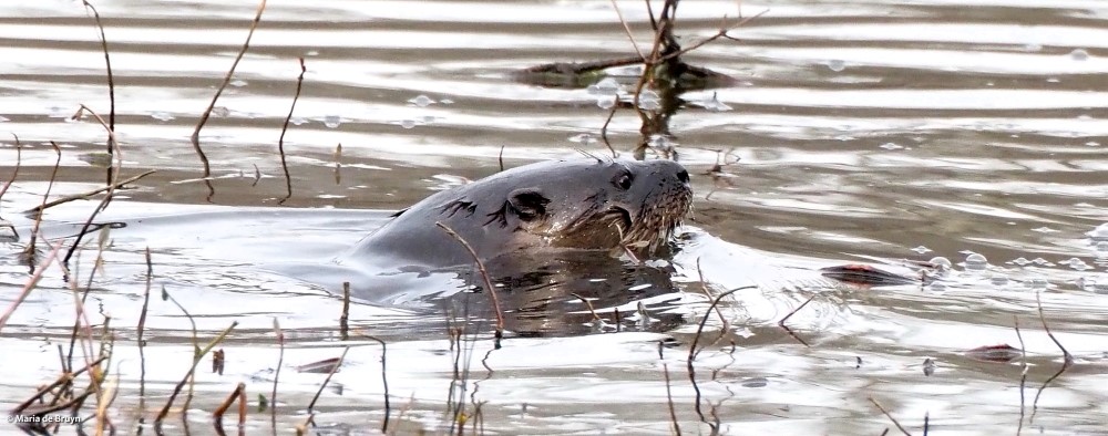 6 river otter P1154288 © Maria de Bruyn res