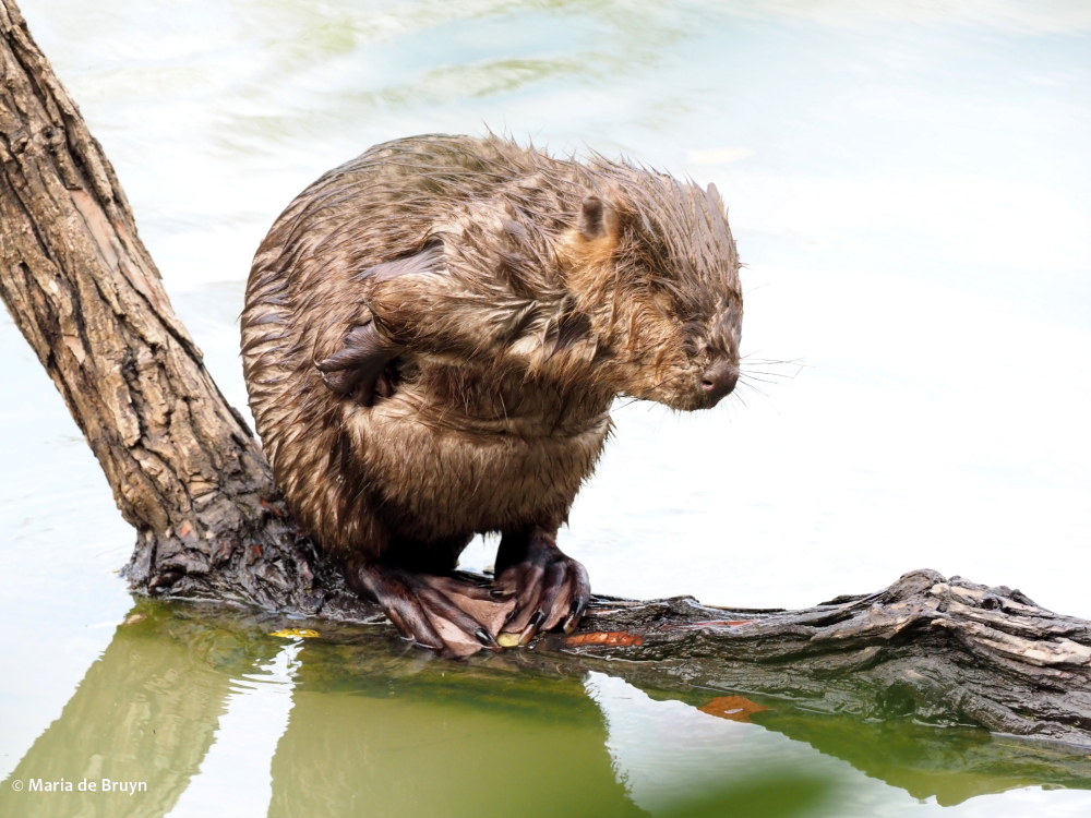 7 beaver PA299393© Maria de Bruyn res