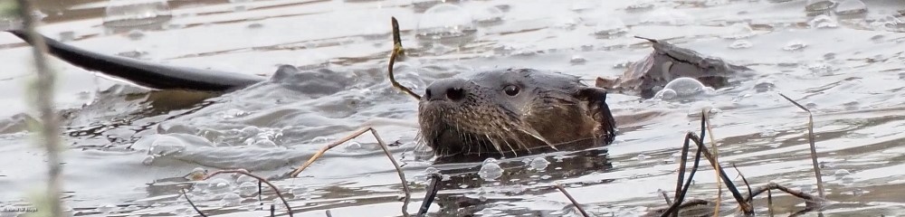 7 river otter P1154340© Maria de Bruyn res