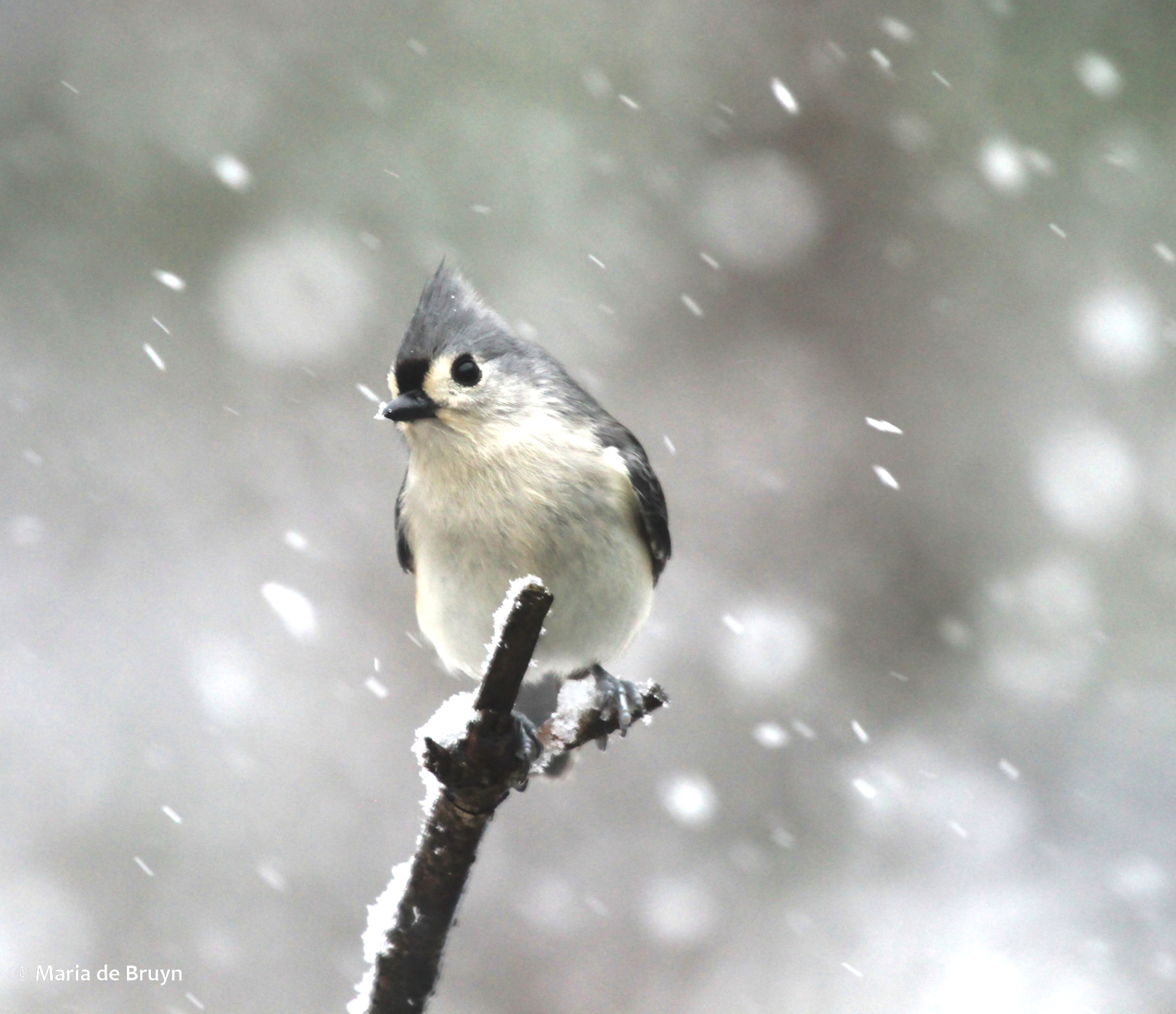 7 Tufted titmouse snow IMG_9006 © Maria de Bruyn sgd