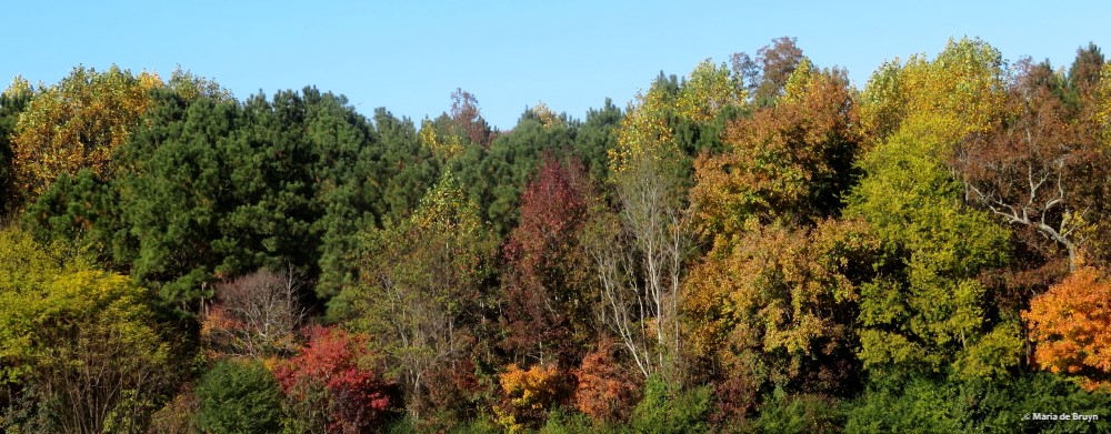 8 autumn trees IMG_1972 (Maria de Bruyn) res
