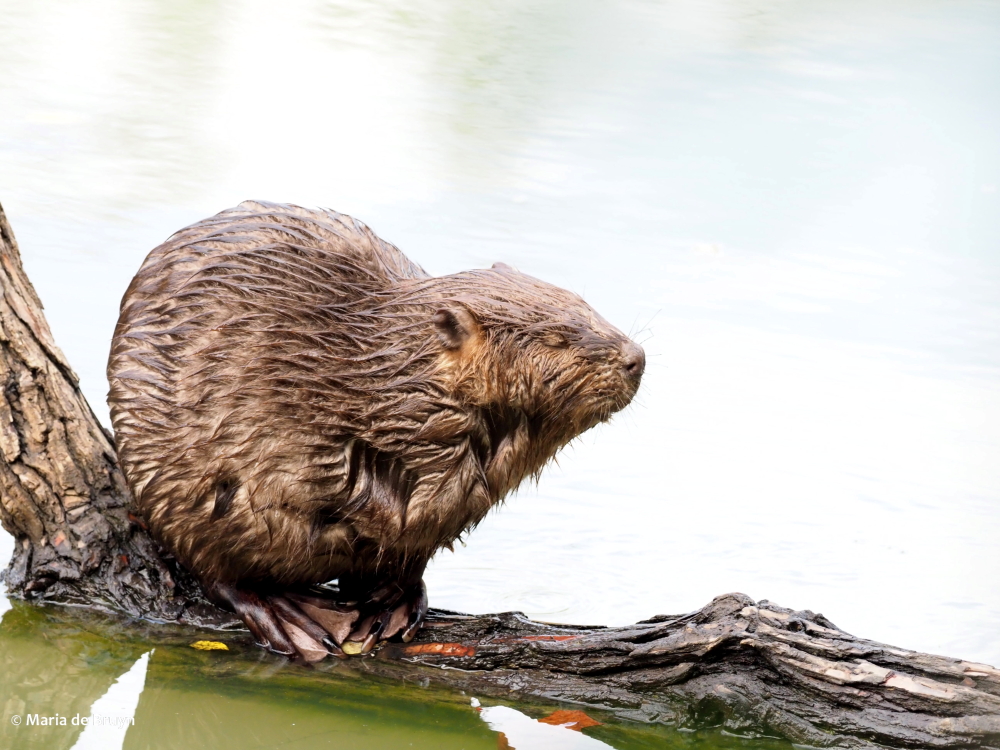 8 beaver PA299356 © Maria de Bruyn res