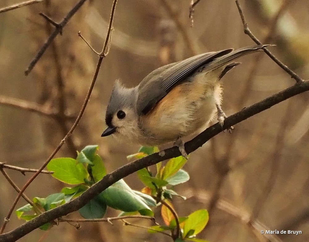 8 Tufted titmouse P1132809© Maria de Bruyn res