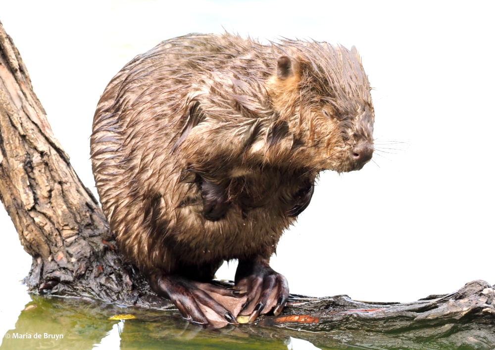 9 beaver PA299390© Maria de Bruyn res