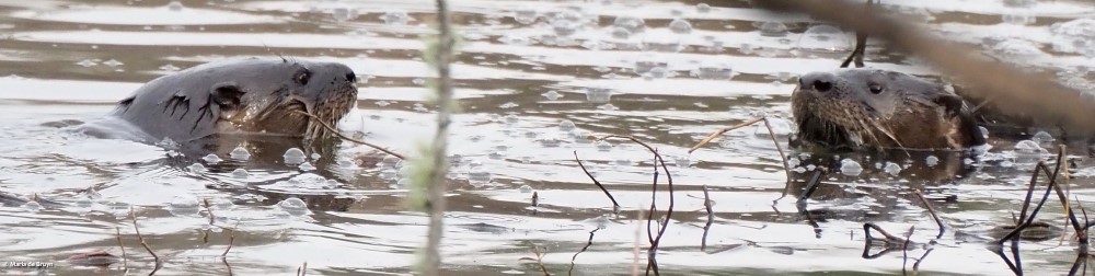 9 river otter P1154298 © Maria de Bruyn res