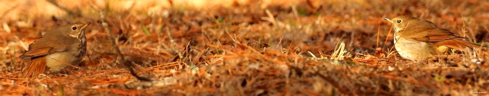 hermit thrush P1278796© Maria de Bruyn res sgd