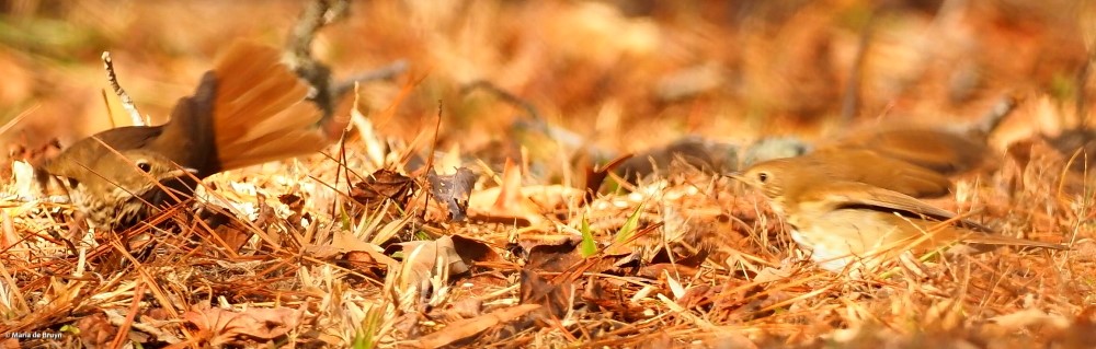 hermit thrush P1278798© Maria de Bruyn res sgd
