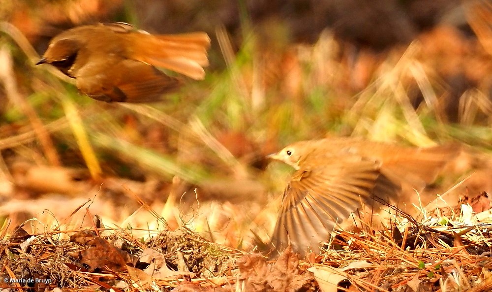hermit thrush P1278799© Maria de Bruyn res sgd