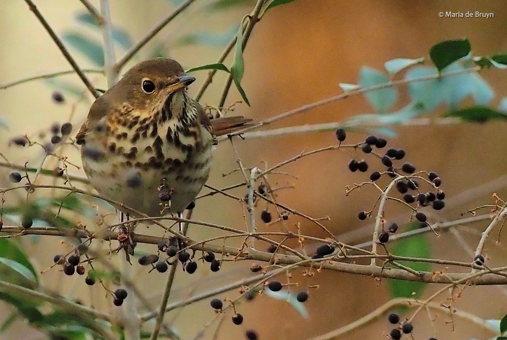 hermit thrush P1311058© Maria de Bruyn res sgd