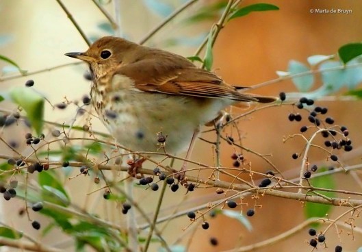 hermit thrush P1311071 © Maria de Bruyn res sgd
