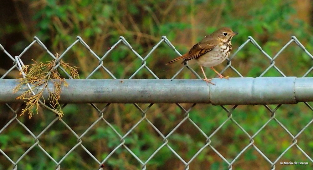 hermit thrush P1311108 © Maria de Bruyn res (2)