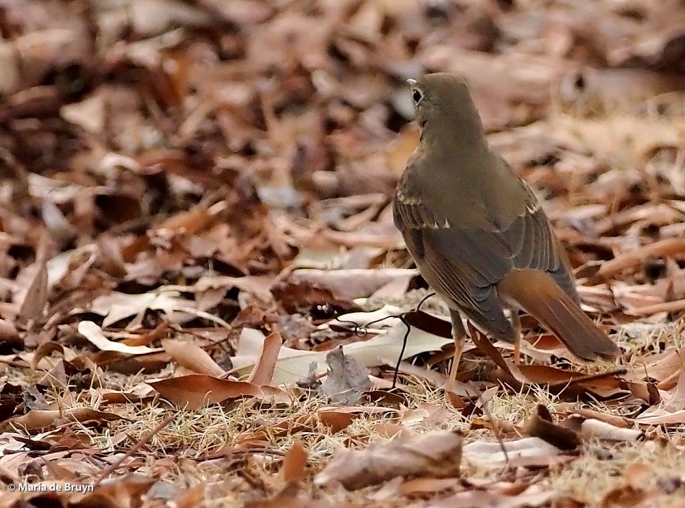 hermit thrush P1311120 © Maria de Bruyn res sgd