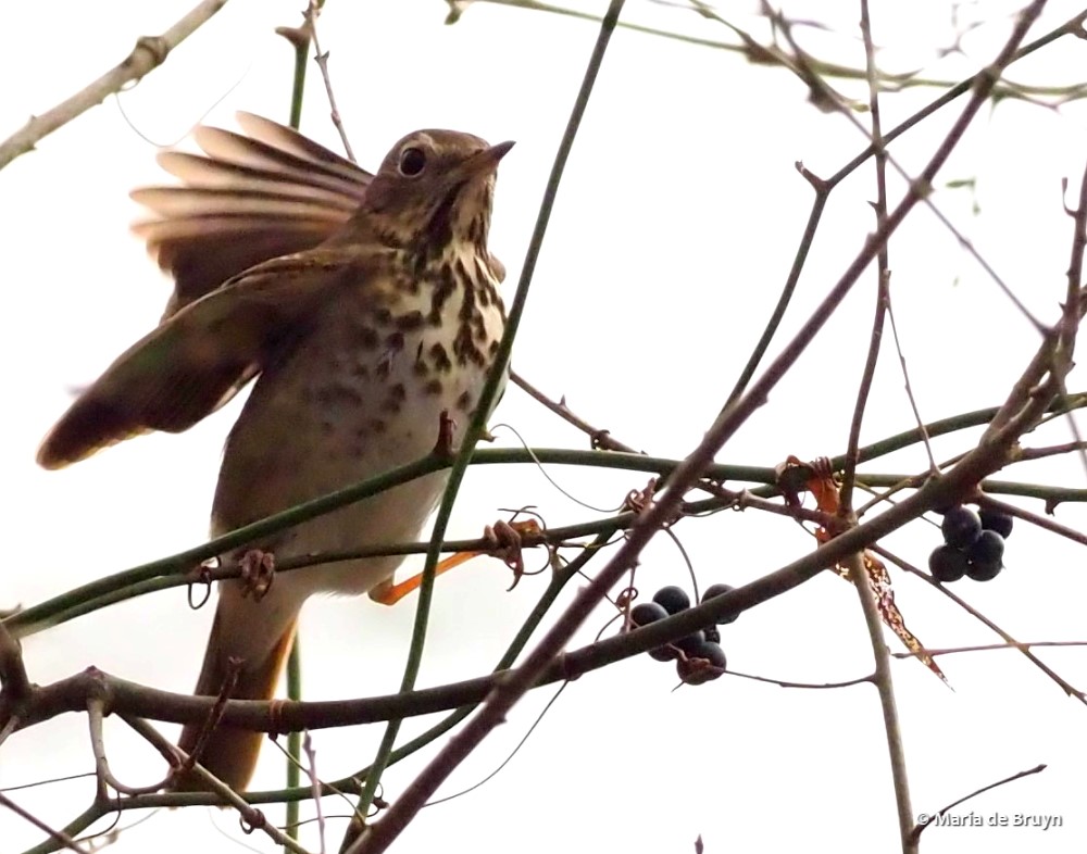 hermit thrush P2032491 © Maria de Bruyn res