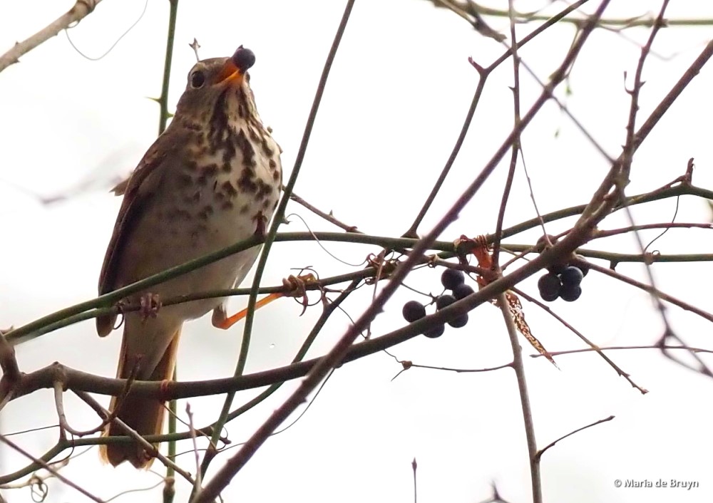 hermit thrush P2032496© Maria de Bruyn res