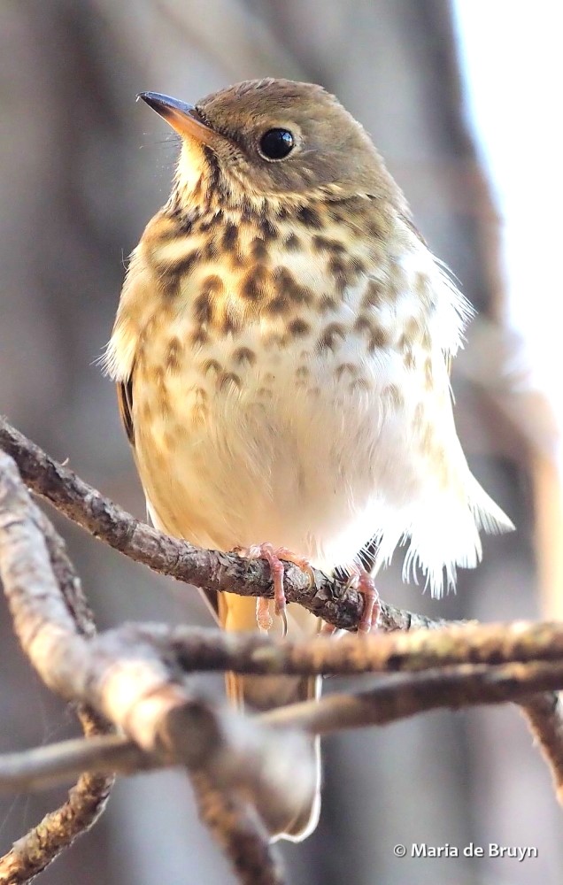 hermit thrush PB191749© Maria de Bruyn res sgd