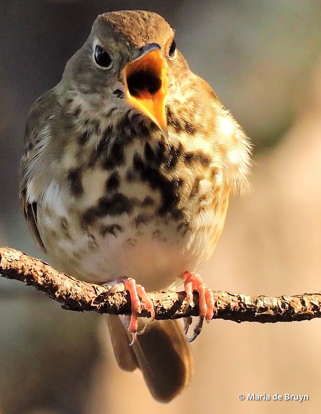 hermit thrush PB191952 Maria de Bruyn sgd