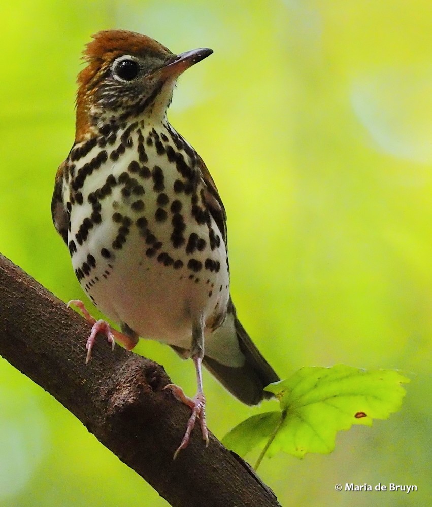 wood thrush PA017517 © Maria de Bruyn res (2)