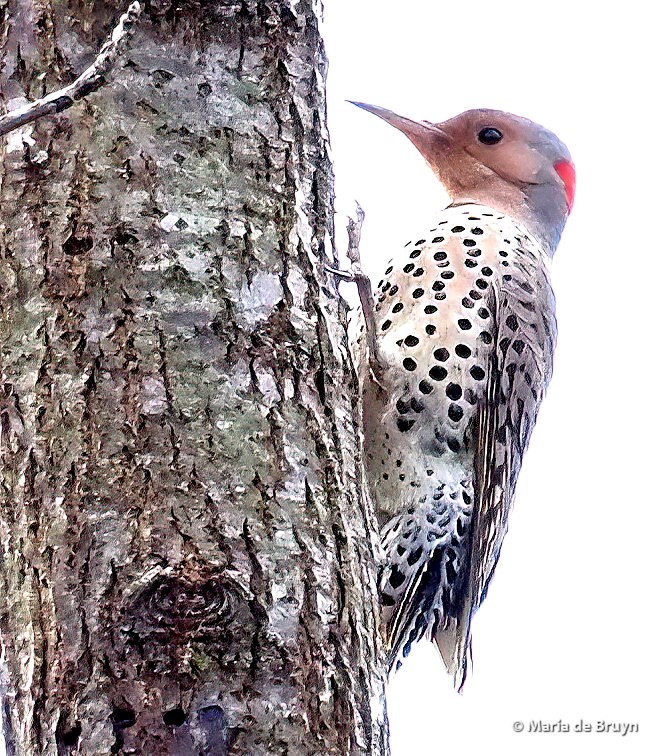 10 Northern flicker P1050369 © Maria de Bruyn-ed