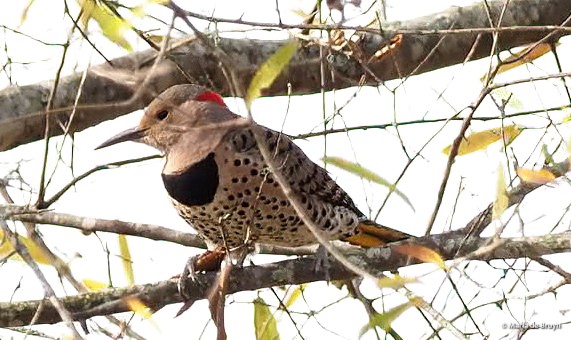 11 Northern flicker PB296255 © Maria de Bruyn-ed