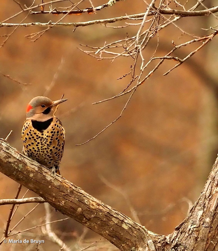 12 Northern flicker P1300399© Maria de Bruyn res