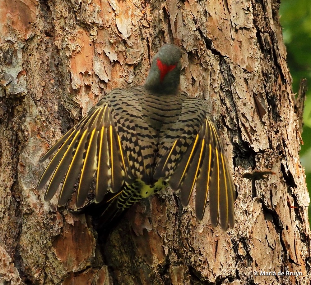 13 Northern flicker P9209948 © Maria de Bruyn res