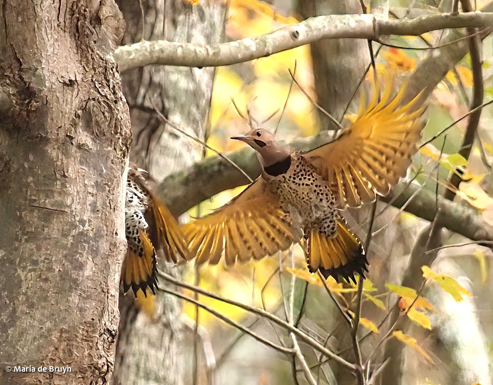 14 Northern flicker PB041778 © Maria de Bruyn-sgd res