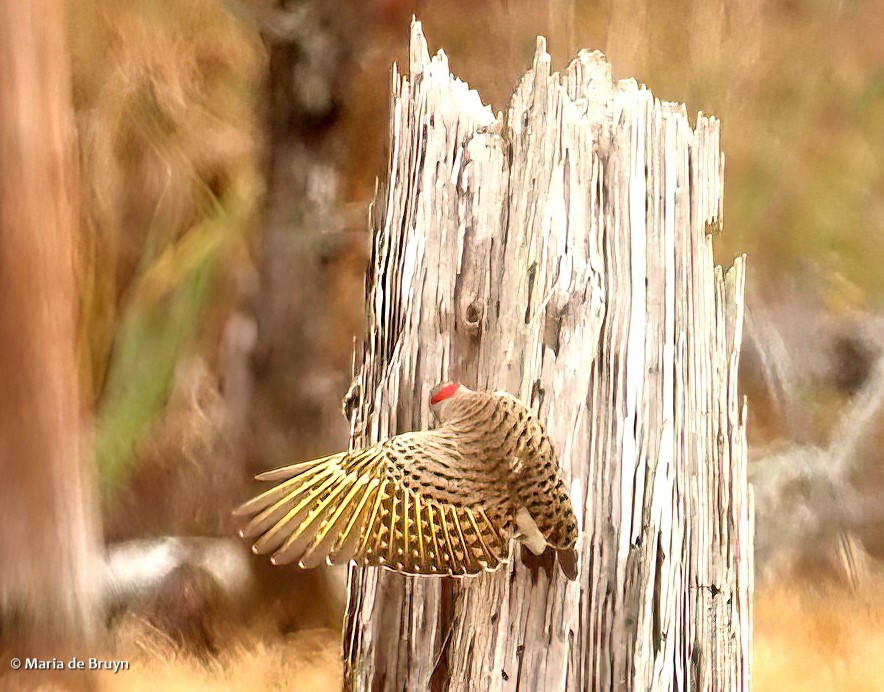 15 Northern flicker PC099864 © Maria de Bruyn-res sgd